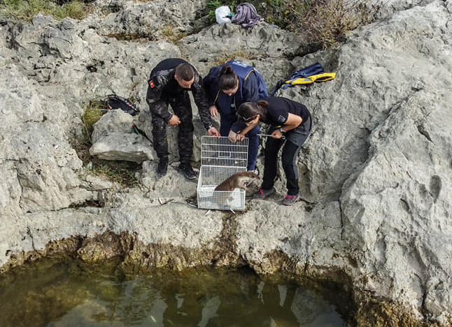 Released otter (Lutra lutra) Montenegro 2023_02