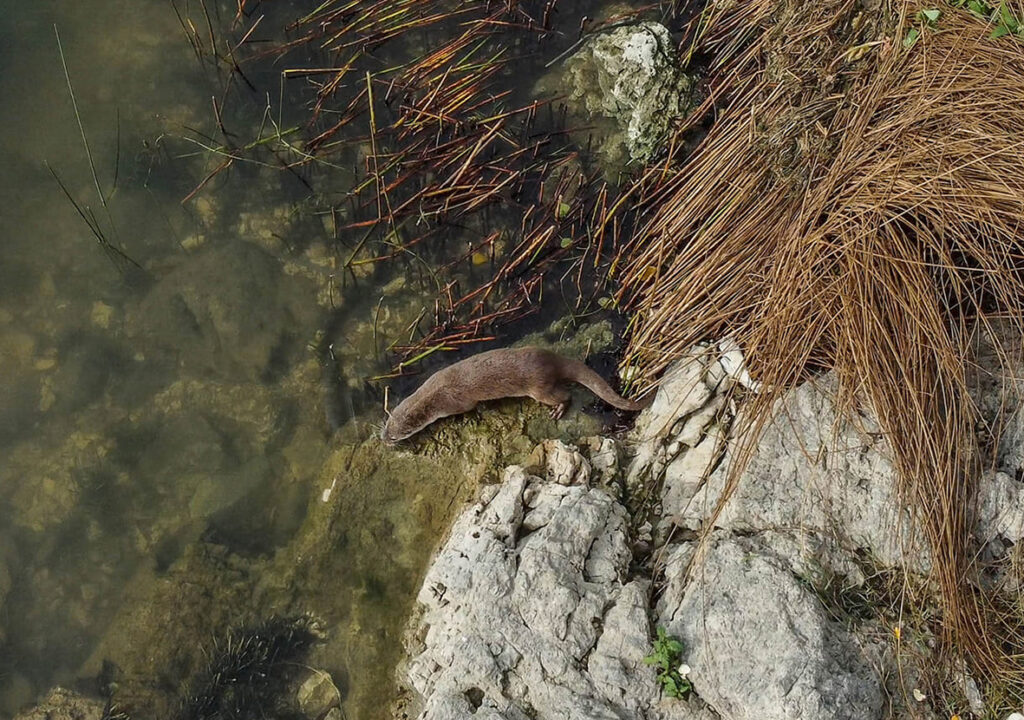 Released otter (Lutra lutra) Montenegro 2023_03