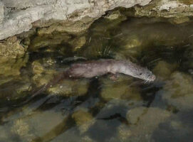 Released otter (Lutra lutra) Montenegro 2023_04