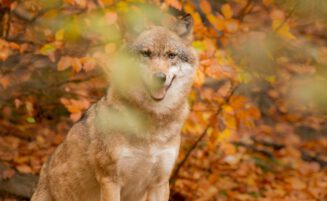 Position on the EC’s communication on wolves