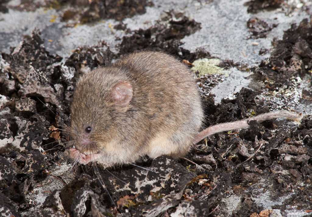 Sneeuwmuis (Chionomys nivalis) (Photo: Dennis Wansink)