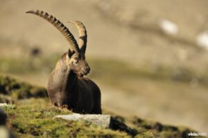 Alpine ibex (Capra ibex) (Photo: Yves Adams / Vilda)