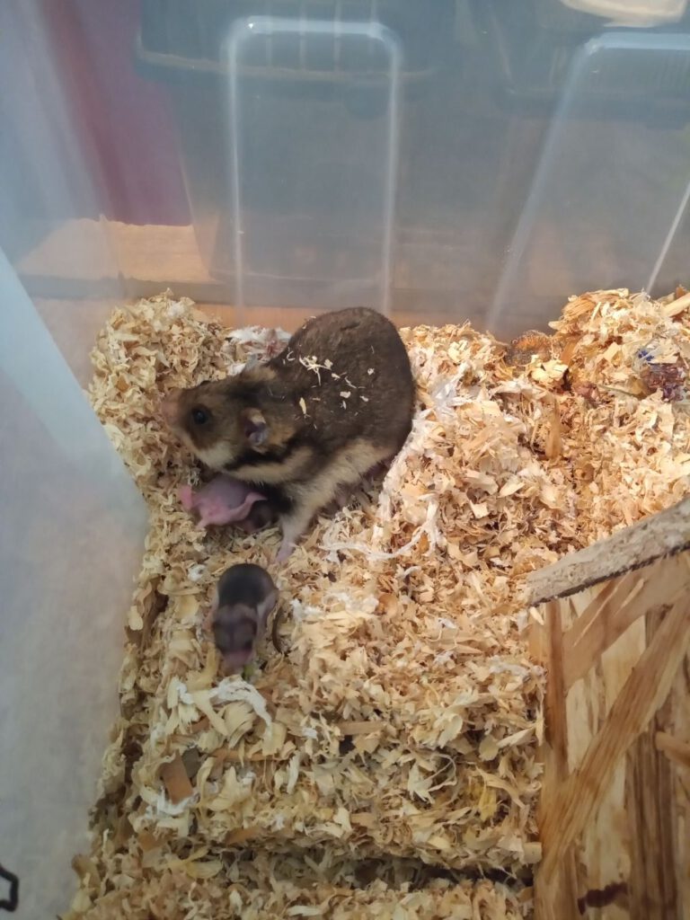 First young Romanian hamsters bred in captivity (Photo: IBER)