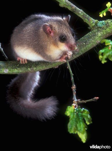 Edible dormouse (Glis glis) (Photo: Yves Adams / Vilda)