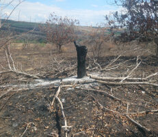 Again wildfires in Dormouse habitat