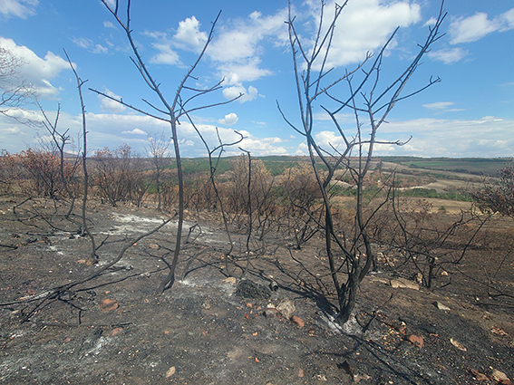 Wildfire in Sakar 2024 (Photo: Nedko Nedyalkov)_2