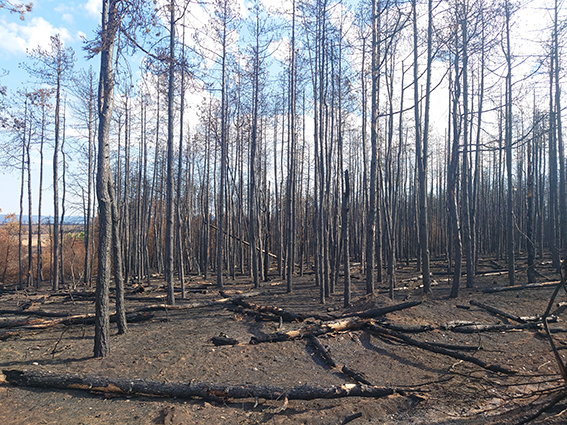 Wildfire in Sakar 2024 (Photo: Nedko Nedyalkov)_3