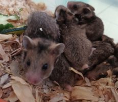 Endemic Romanian hamster successfully bred in captivity