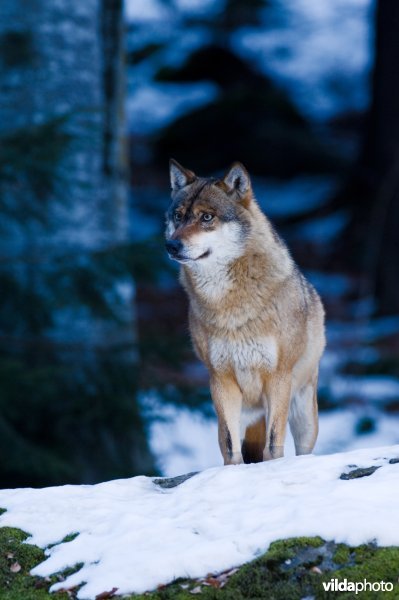 Wolf (Canis lupus) (Photo: Lars Soerink / Vilda)